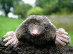 Why-Moles-Can-039-t-See-2