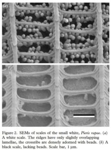 Butterfly wing colours: scale beads make white pierid wings brighter D. G. Stavenga, S. Stowe, K. Siebke, J. Zeil and K. Arikawa