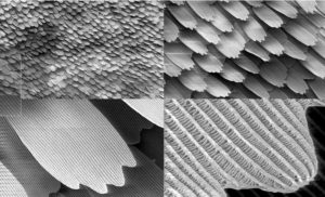 Butterfly_magnification_series_collage