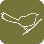 birds-wren