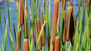 closeup-of-cattails