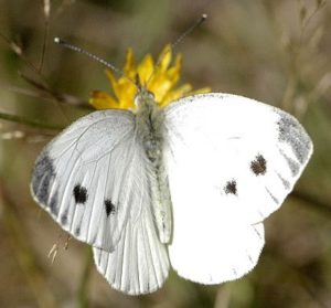 Female Pieris rapae