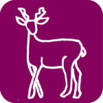 mammal-deer